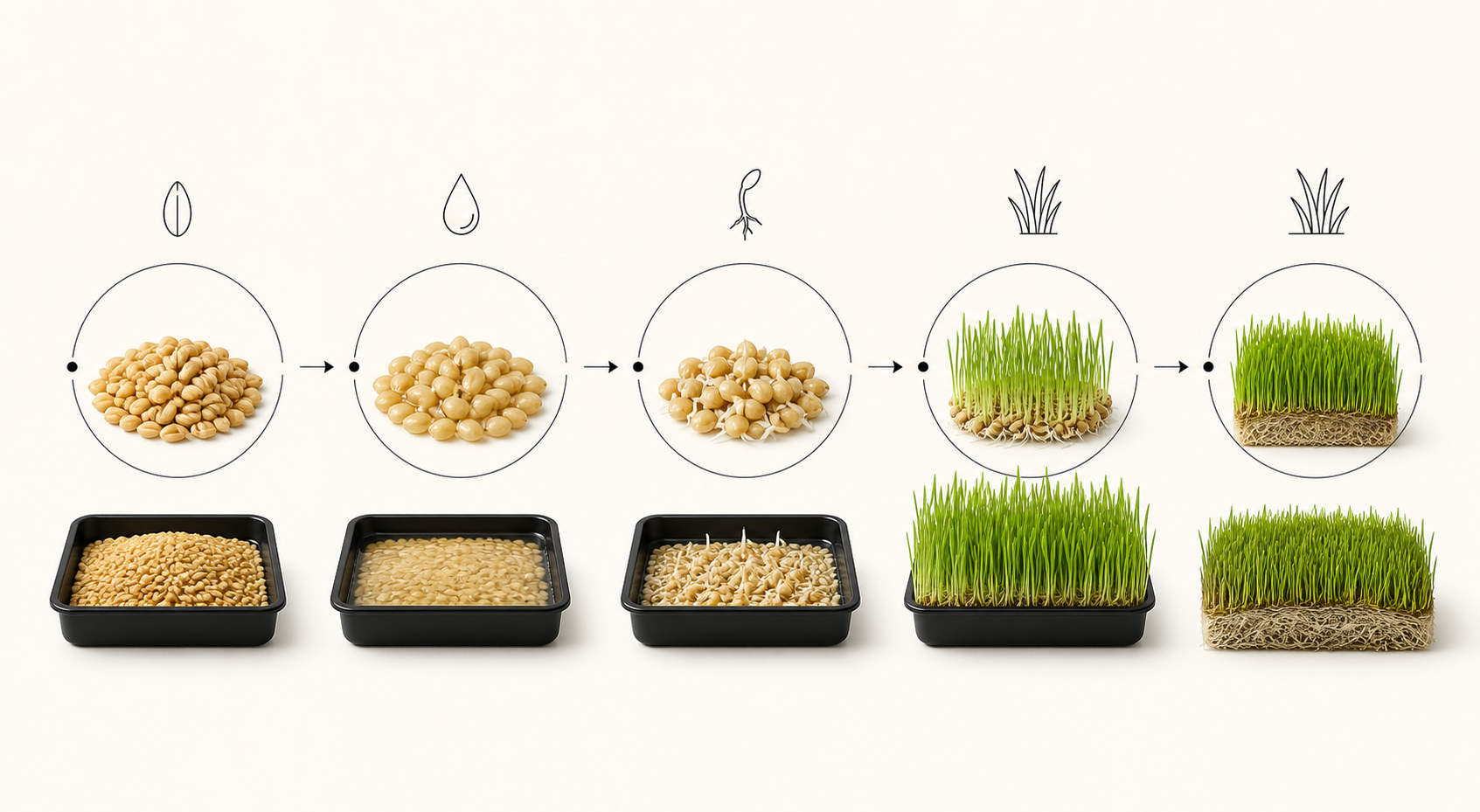 Barley grains progressing through soaking, sprouting, and green fodder growth.